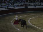 Bull-Fight-017